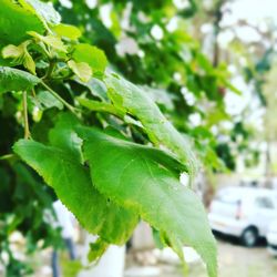 Close-up of fresh green plant