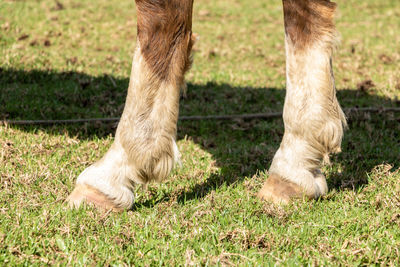 Low section of horse on ground