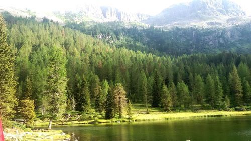 Panoramic view of pine trees in forest against sky