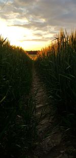 Scenic view of field against sky during sunset