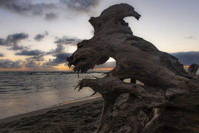 Driftwood on beach against sky during sunset