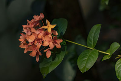 Close-up of orange ixora coccinea flowering plant