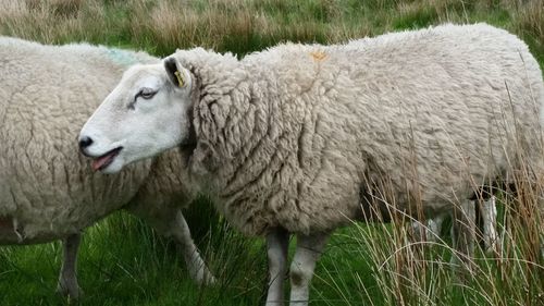 Close-up of sheep standing on field