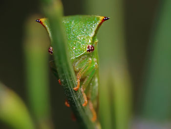 Close-up of insect on leaf