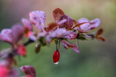 Close-up of fresh red flowers