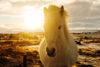 Close-up of horse at beach against sky during sunset
