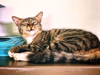 Close-up portrait of a cat resting