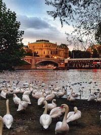 View of birds in water