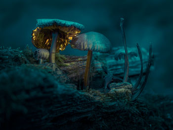 Close-up of mushrooms growing on field