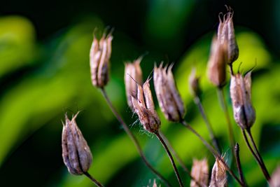 Close-up of wilted flower buds