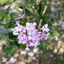 Close-up of purple flowers