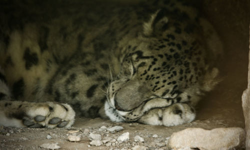 View of a sleeping cat