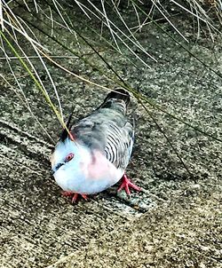 bird