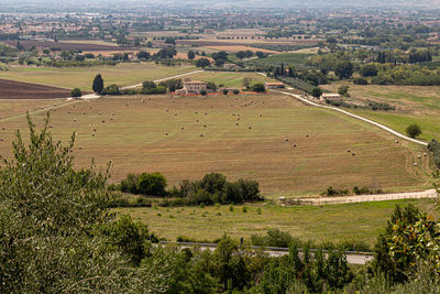 Scenic view of agricultural field