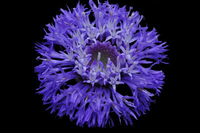 Close-up of purple flower against black background