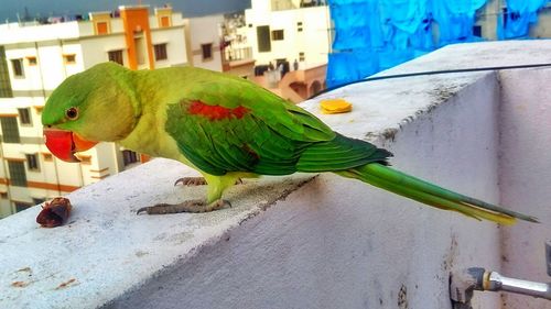 Close-up of parrot