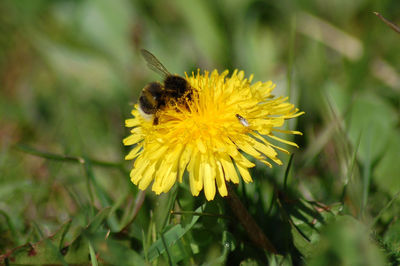 Close-up of insect on yellow flower