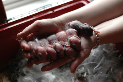 Close-up of hand holding red berries