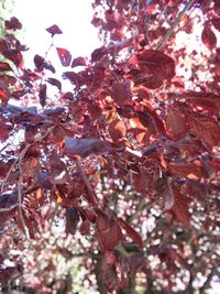 Low angle view of flowering plant