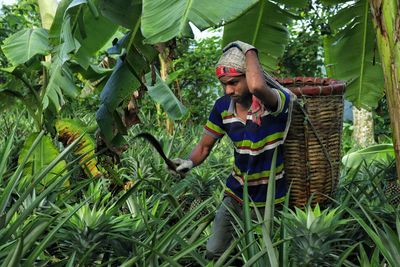 Worker working in pineapple field with a basket attached on the back