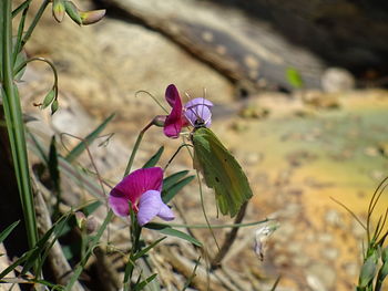 Close-up of pink flower