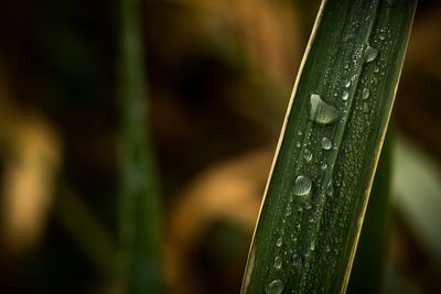 Close-up of wet plant