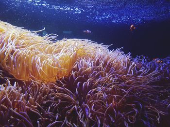 Close-up of jellyfish swimming in sea