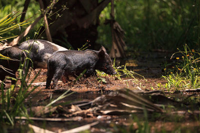 View of an animal on field
