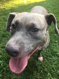 Close-up portrait of dog