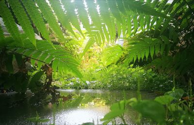 Scenic view of lake in forest