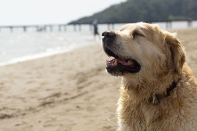 Close-up of golden retriever at beach