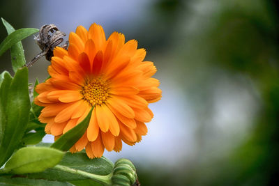 Close-up of orange flower