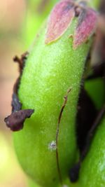 Close-up of fresh green leaf