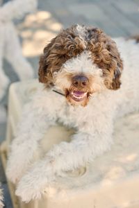 Close-up of lagotto romagnolo dog