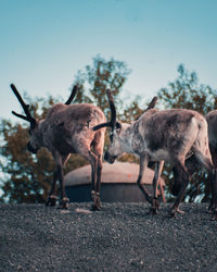 Reindeers walking up a hill in northern norway