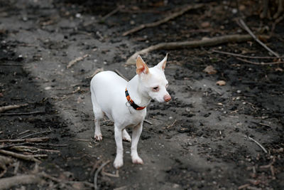 High angle view of dog on field