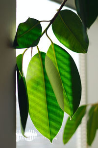 Close-up of green leaves on plant