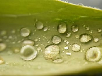 Close-up of water drops on leaf