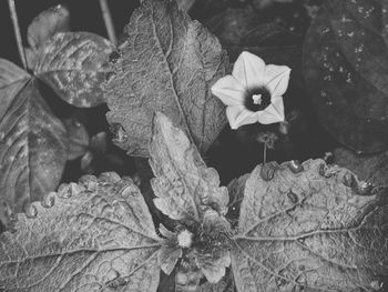 Close-up of wilted flower plant