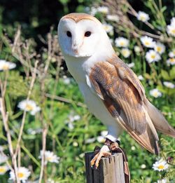 Close-up of owl  perching on wooden post