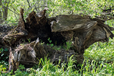 View of a tree