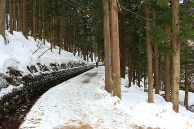 Snow covered trees in forest