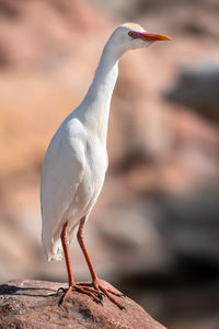 A small heron stands on the shores of a lake