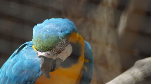 Close-up of blue parrot perching on wood