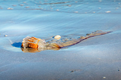 Close-up of shell on beach