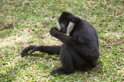 Monkey sitting on grass