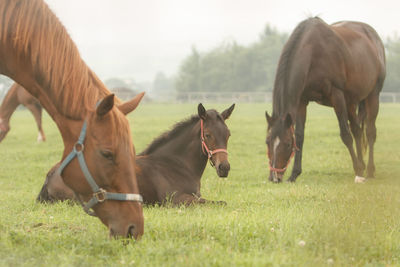 Horses grazing in a field