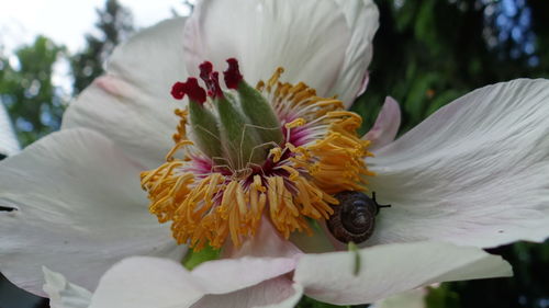 Close-up of yellow hibiscus blooming outdoors