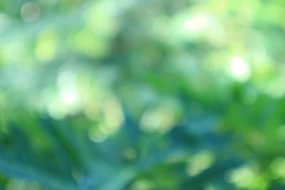 Full frame shot of plants