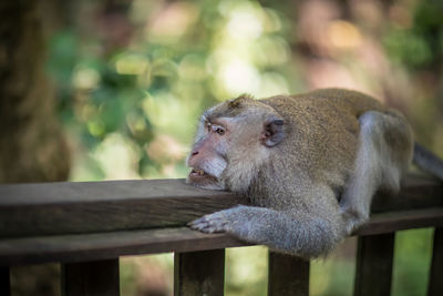 Close-up of monkey looking away